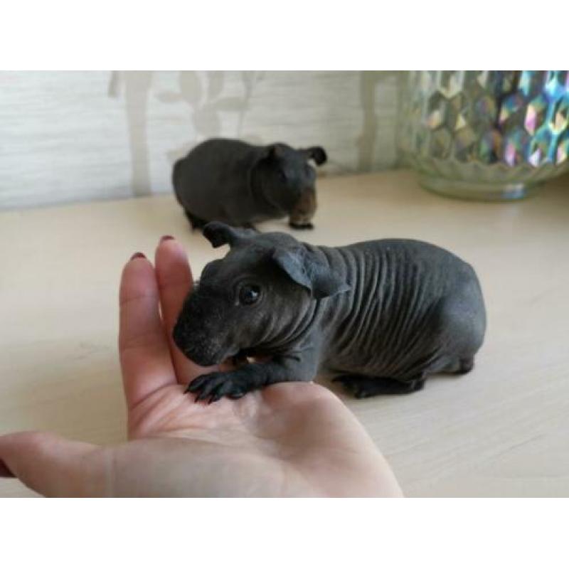 2 lieve tamme skinny cavia beertjes