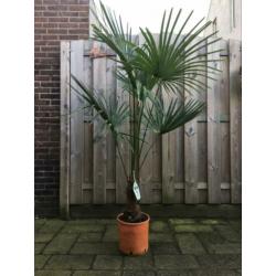 Trachycarpus fortunei winterhard 170 cm hoog