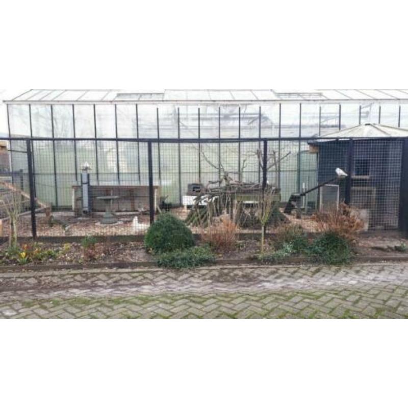 Vlaamse reus/Duitse reus gezocht