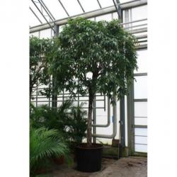 Ficus 'amstel King' 490-500cm art30225