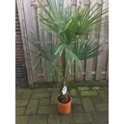 Trachycarpus fortunei winterhard 170 cm hoog