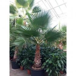 Washingtonia Robusta - Woestijnpalm 340-350cm art47487