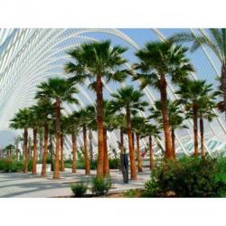 Washingtonia Robusta - Woestijnpalm 340-350cm art47487