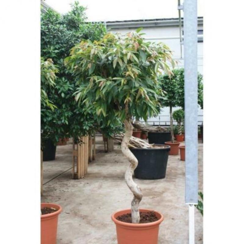 Ficus 'amstel King' 490-500cm art30225