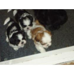 shih-tzu pups