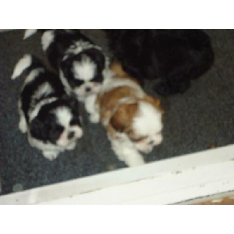 shih-tzu pups