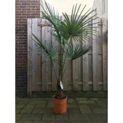 Trachycarpus fortunei winterhard 170 cm hoog