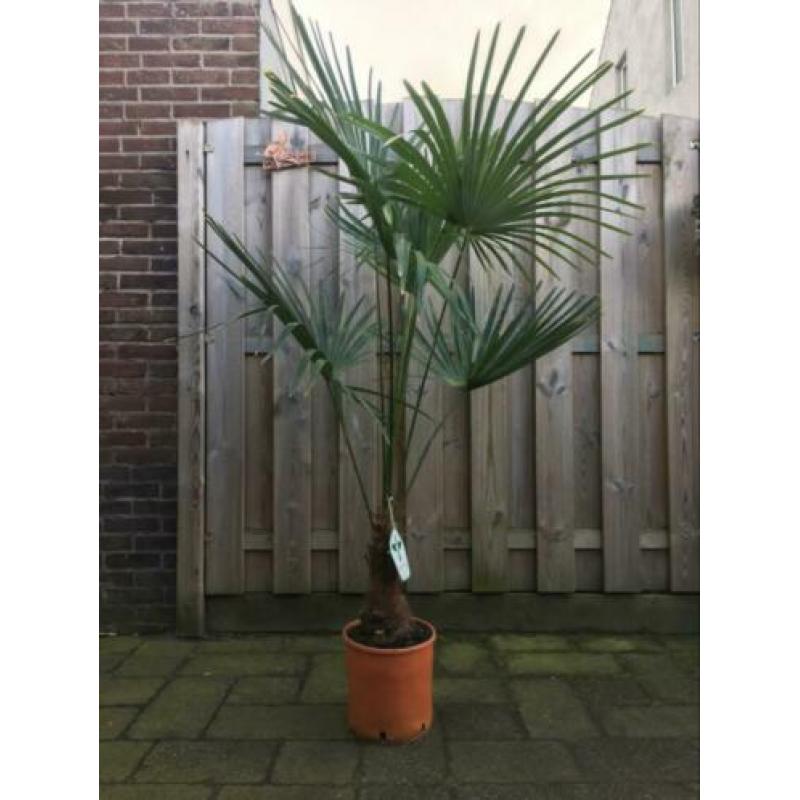 Trachycarpus fortunei winterhard 170 cm hoog