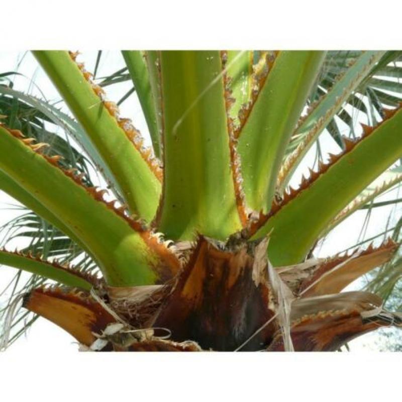 Washingtonia Robusta - Woestijnpalm 340-350cm art47487