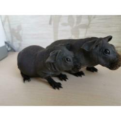 2 lieve tamme skinny cavia beertjes
