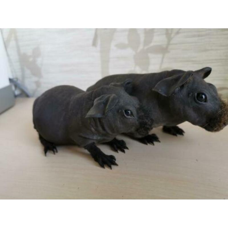 2 lieve tamme skinny cavia beertjes