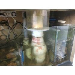 Zeeaquarium Akva stabil Effect line Mark II 160 met techniek
