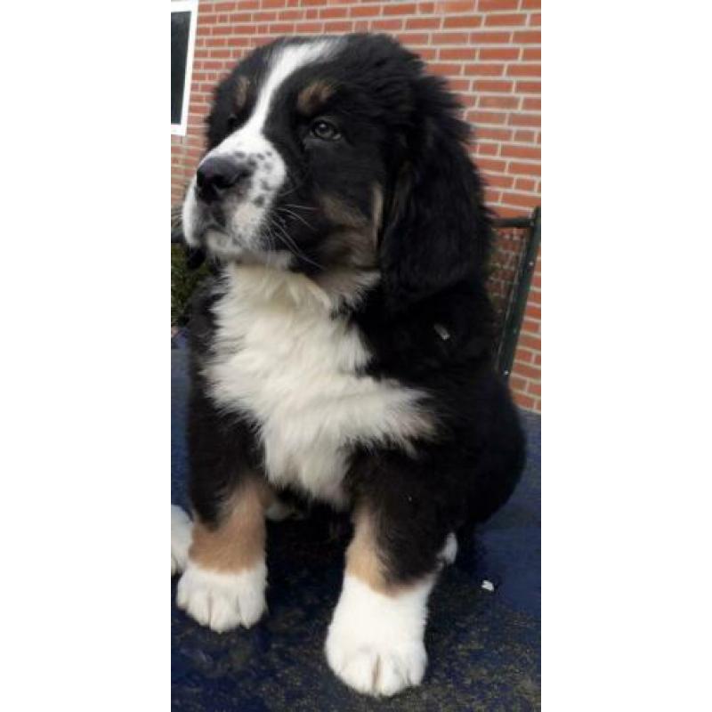 Berner sennen gekruist met Sint Bernard
