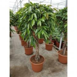 Ficus 'amstel King' 490-500cm art30225