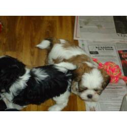 shih-tzu pups