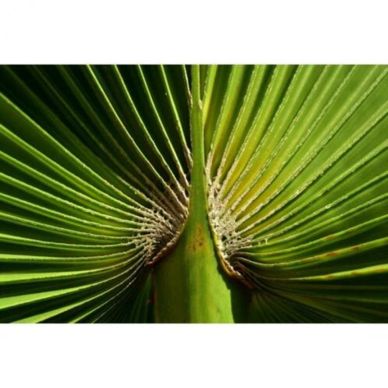 Washingtonia Robusta - Woestijnpalm 340-350cm art47487