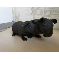 2 lieve tamme skinny cavia beertjes