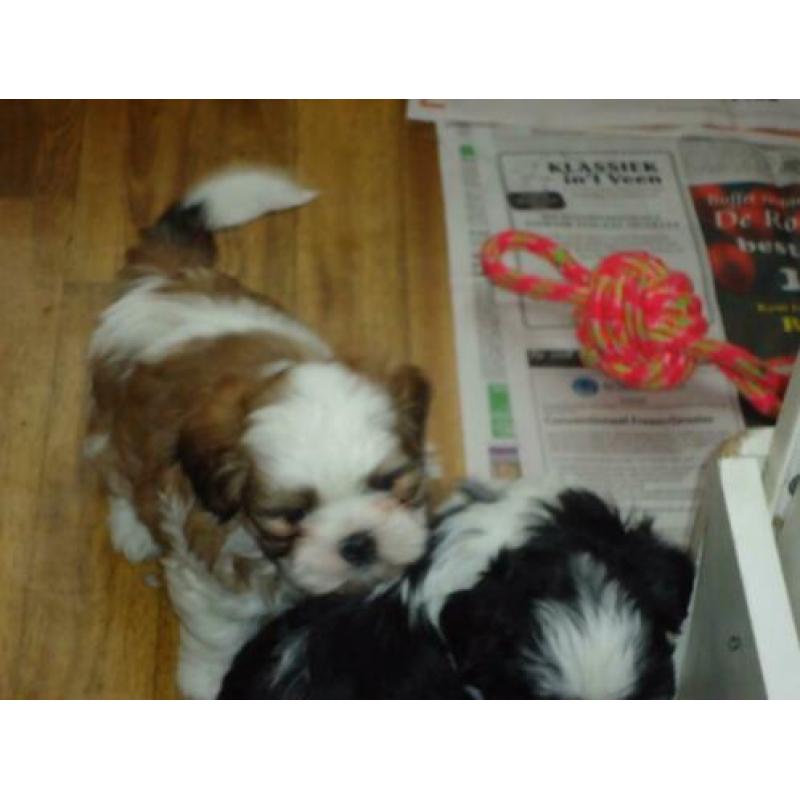shih-tzu pups
