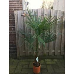 Trachycarpus fortunei winterhard 170 cm hoog