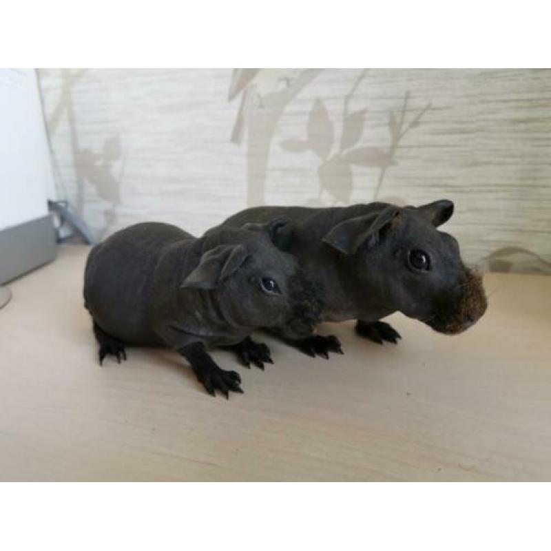 2 lieve tamme skinny cavia beertjes