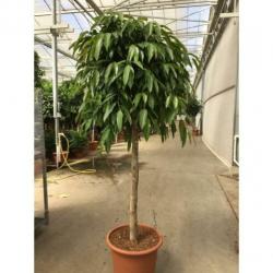 Ficus 'amstel King' 490-500cm art30225