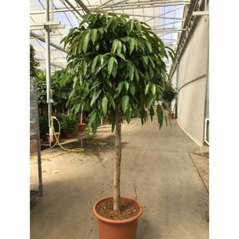 Ficus 'amstel King' 490-500cm art30225