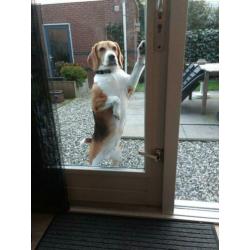Beagle