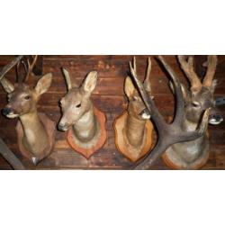 4x opgezette reeen,opgezette herten,taxidermie