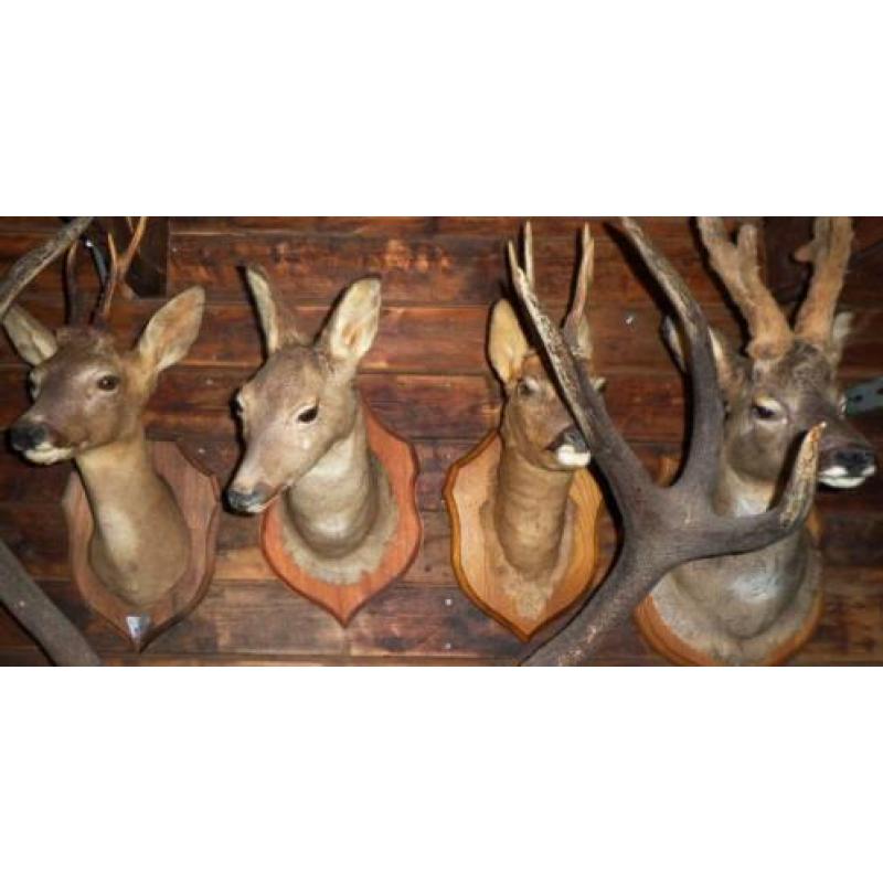 4x opgezette reeen,opgezette herten,taxidermie