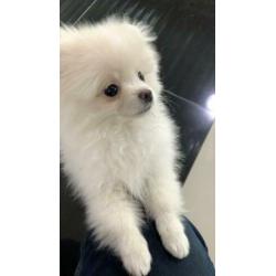 Pomeriaan/Pomeranian/Dwergkees/White