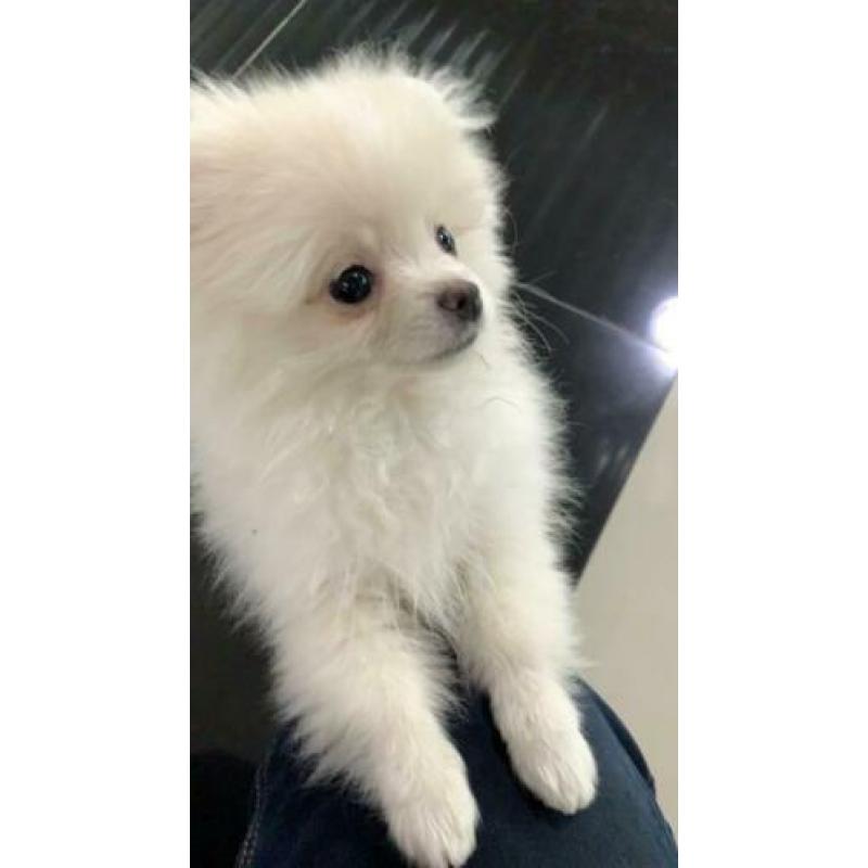 Pomeriaan/Pomeranian/Dwergkees/White