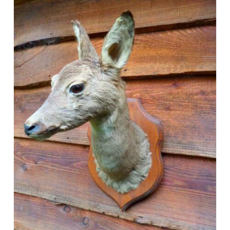 4x opgezette reeen,opgezette herten,taxidermie
