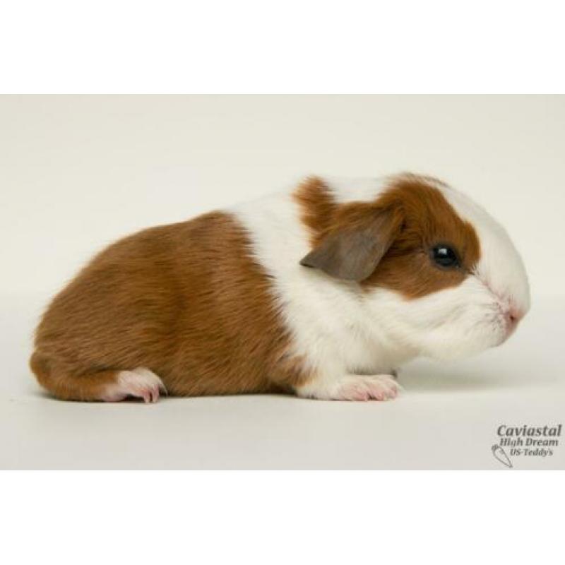 rood bonte gladhaar us-teddy dragende cavia beertjes