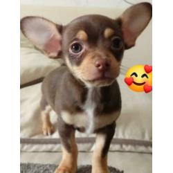 Chihuahua broertjes