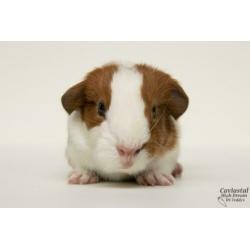 rood bonte gladhaar us-teddy dragende cavia beertjes