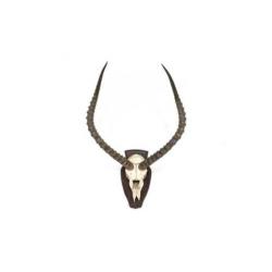Antiek antilope gewei met schedel op schild vintage