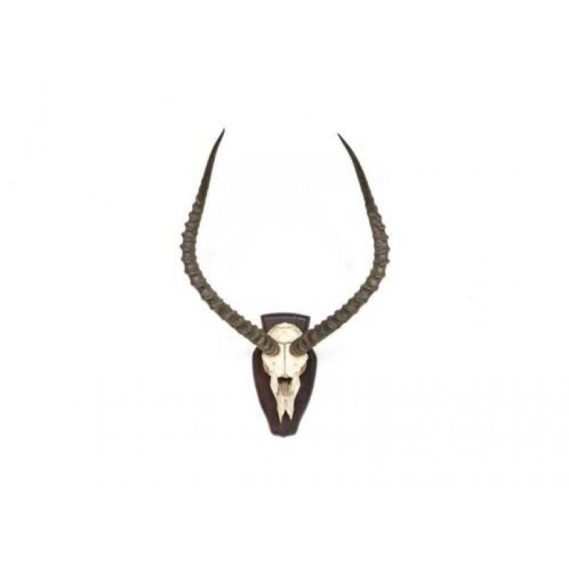 Antiek antilope gewei met schedel op schild vintage