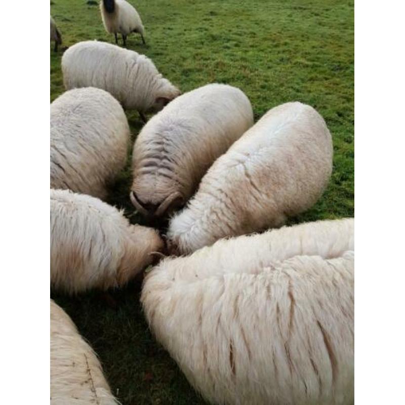 10 drachtige Drentse heideschapen