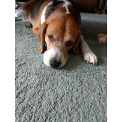 Beagle