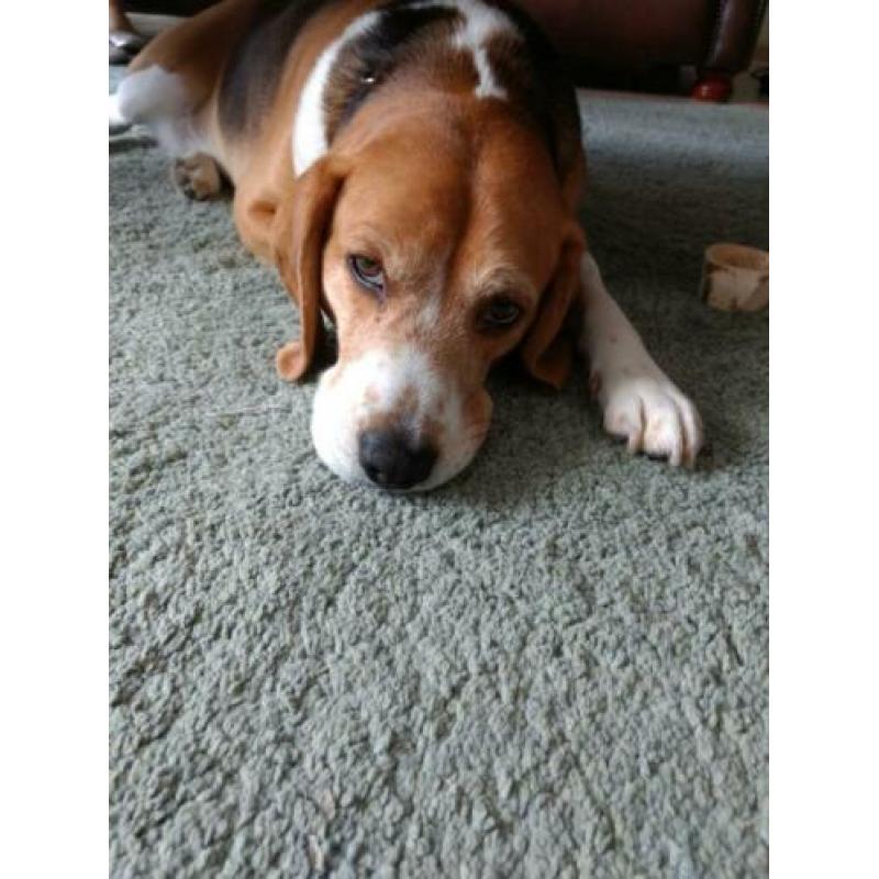 Beagle