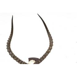 Antiek antilope gewei met schedel op schild vintage