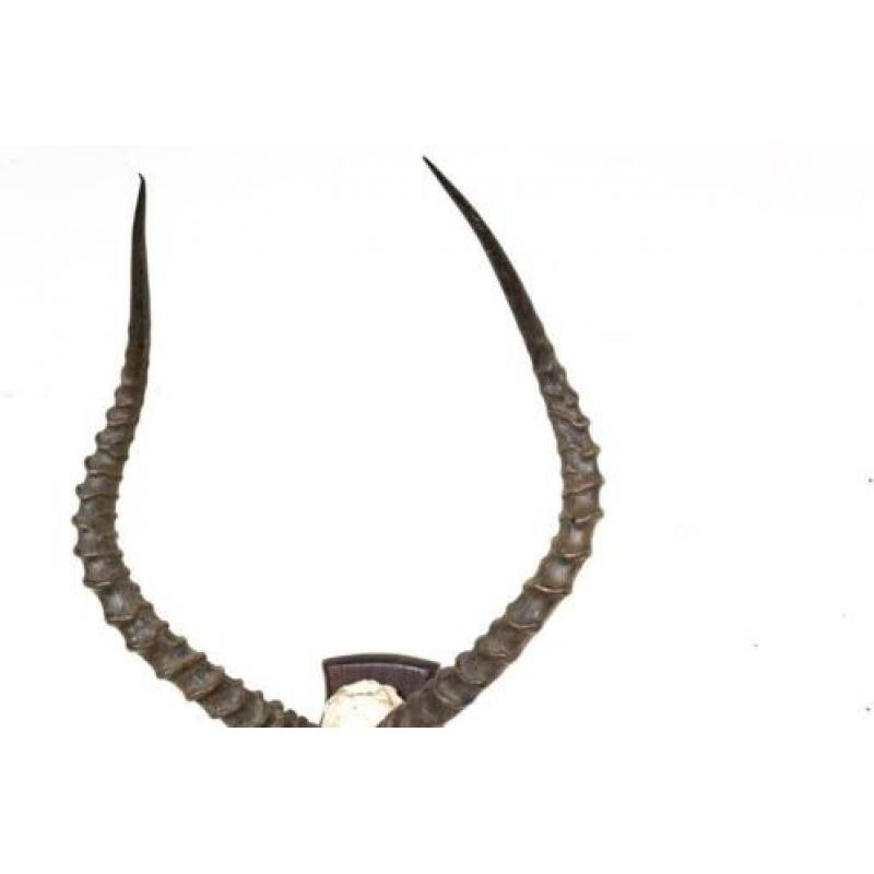 Antiek antilope gewei met schedel op schild vintage