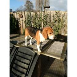 Beagle