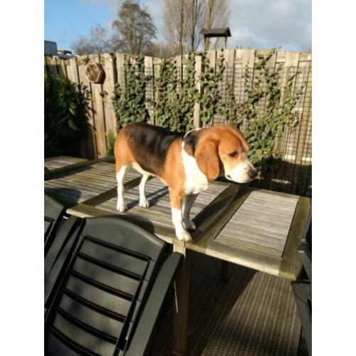 Beagle