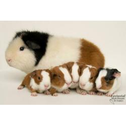 rood bonte gladhaar us-teddy dragende cavia beertjes