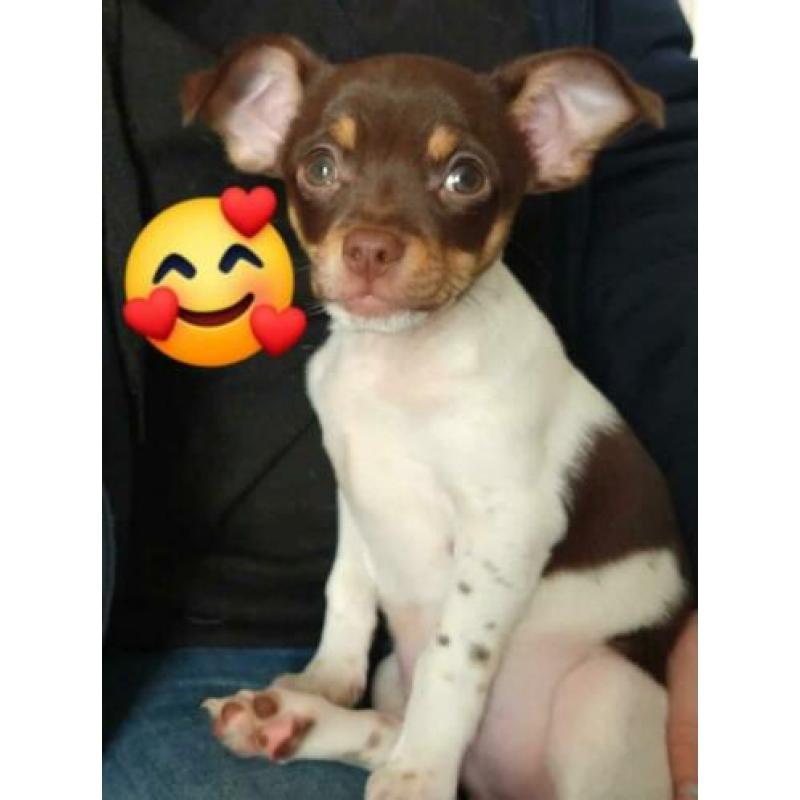Chihuahua broertjes