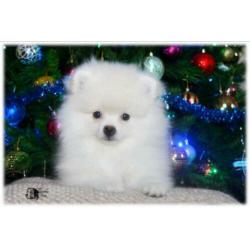 Pomeriaan/Pomeranian/Dwergkees/White
