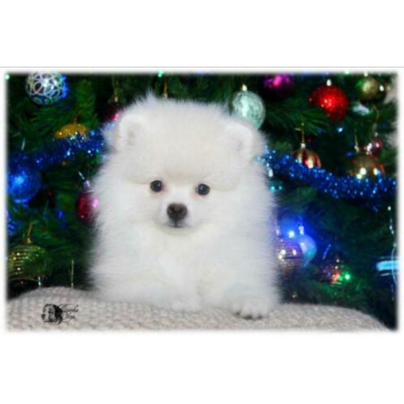 Pomeriaan/Pomeranian/Dwergkees/White