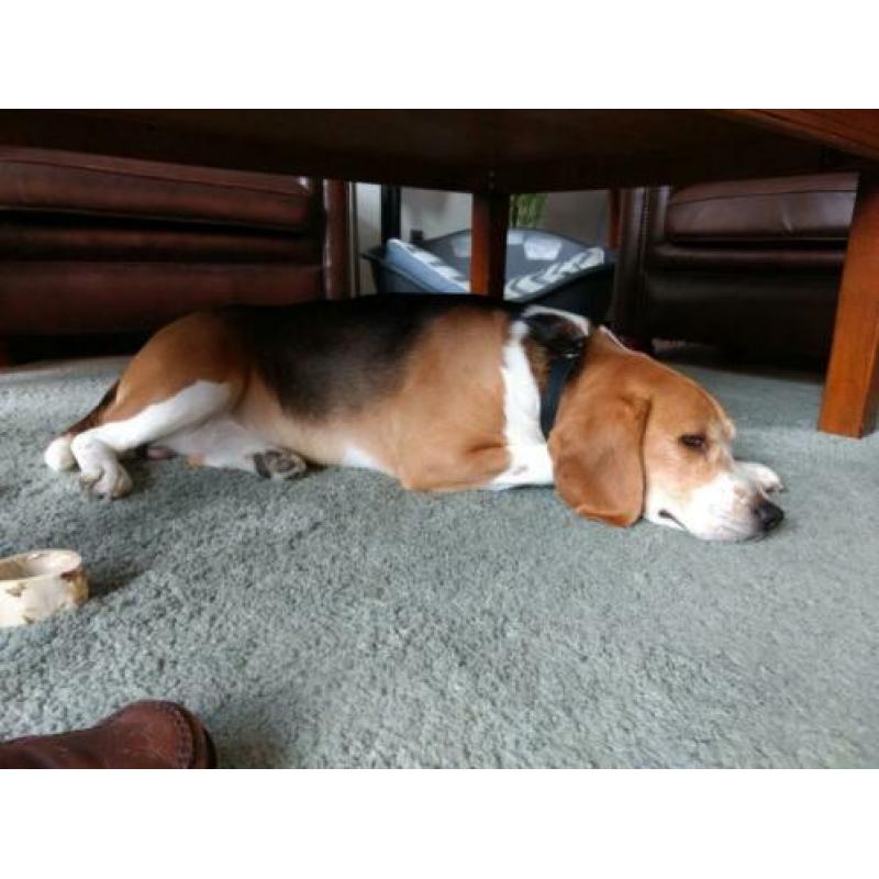 Beagle