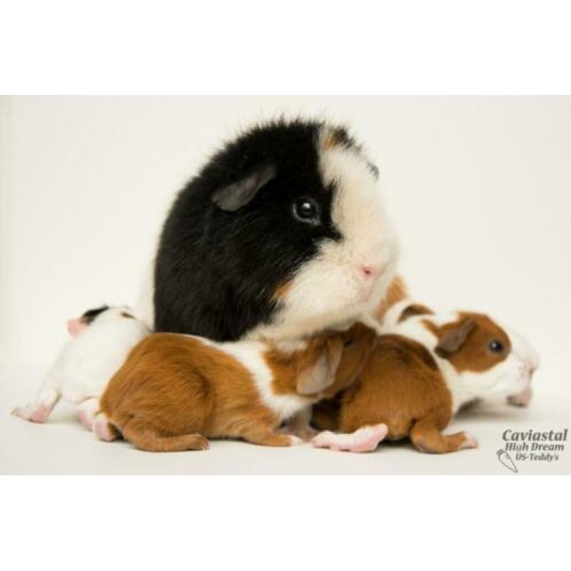 rood bonte gladhaar us-teddy dragende cavia beertjes